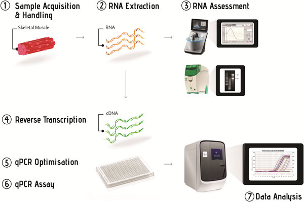 تکنیک Real – Time PCR و کاربردهای آن